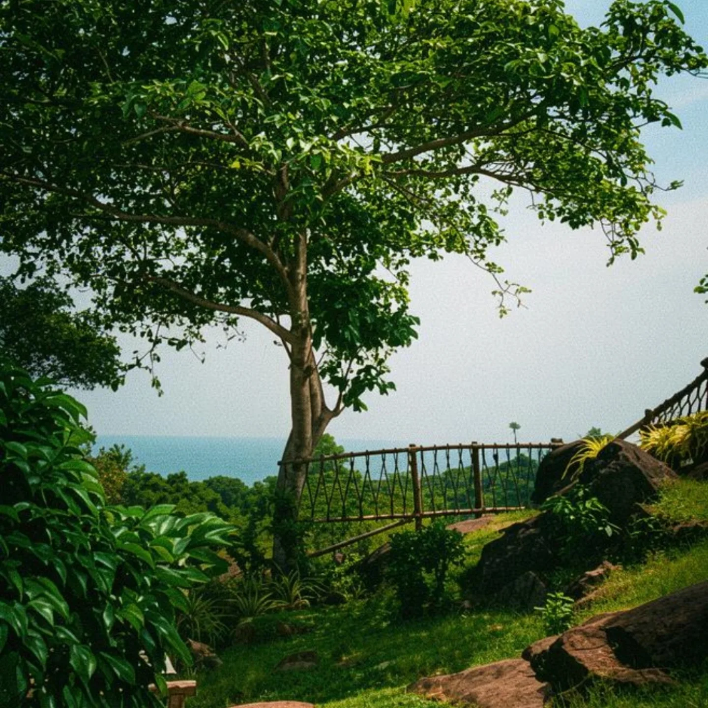 An old tree and rope bridge on the cliff at Cosy Concepts, the sea beyond